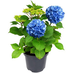 Hydrangea Plant Blue - Large Hydrangea Macrophylla - 50-60cm in Height
