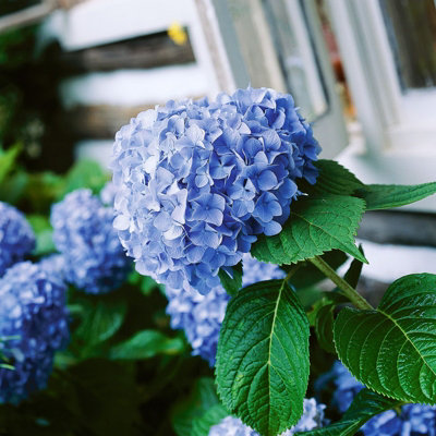 Hydrangea Plant Blue - Large Hydrangea Macrophylla - 50-60cm in Height