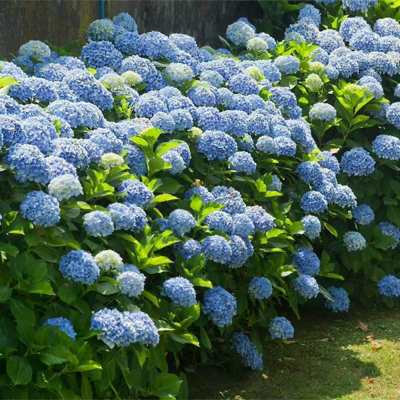 Hydrangea Plant Blue - Large Hydrangea Macrophylla - 50-60cm in Height - 3