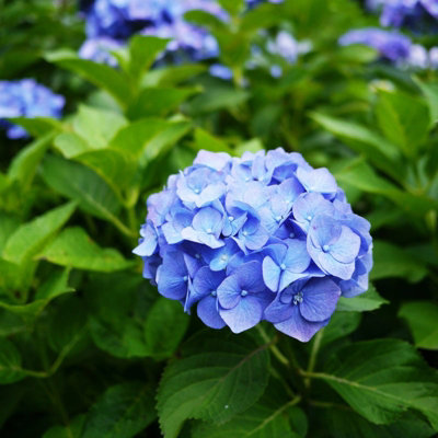 Hydrangea Plant Blue - Large Hydrangea Macrophylla - 50-60cm in Height - 4