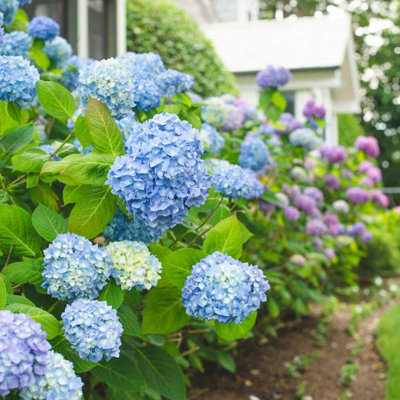 Hydrangea Plant Blue - Large Hydrangea Macrophylla - 50-60cm in Height - 5