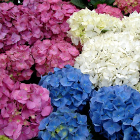 Hydrangea Plant Mix - Beautiful Collection of Outdoor Plants, Ideal for UK Gardens, 9cm Pots (3 Pack)
