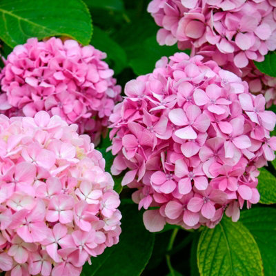 Hydrangea Plant Pink - Large Hydrangea Macrophylla - 50-60cm in Height - 3