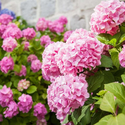 Hydrangea Plant Pink - Large Hydrangea Macrophylla - 50-60cm in Height - 4