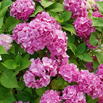 Hydrangea Plant Pink - Large Hydrangea Macrophylla - 50-60cm in Height - 5