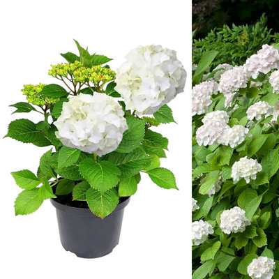 Hydrangea Plant White - Large Hydrangea Macrophylla - 50-60cm in Height