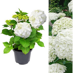 Hydrangea Plant White - Large Hydrangea Macrophylla - 50-60cm in Height