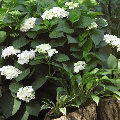 Hydrangea Plant White - Large Hydrangea Macrophylla - 50-60cm in Height