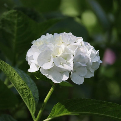Hydrangea Plant White - Large Hydrangea Macrophylla - 50-60cm in Height - 3