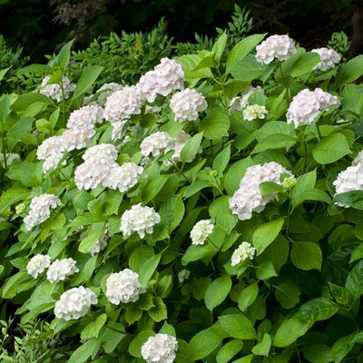 Hydrangea Plant White - Large Hydrangea Macrophylla - 50-60cm in Height - 4