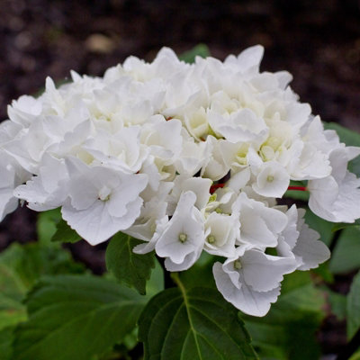 Hydrangea Plant White - Large Hydrangea Macrophylla - 50-60cm in Height - 5