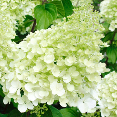 Hydrangea Polar Bear White Garden Shrub - Pure White Blooms (15-30cm ...