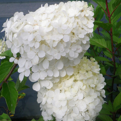 Hydrangea Polar Bear White Garden Shrub - Pure White Blooms (15-30cm Height Including Pot) - 3