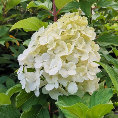 Hydrangea Polar Bear White Garden Shrub - Pure White Blooms (15-30cm Height Including Pot) - 4