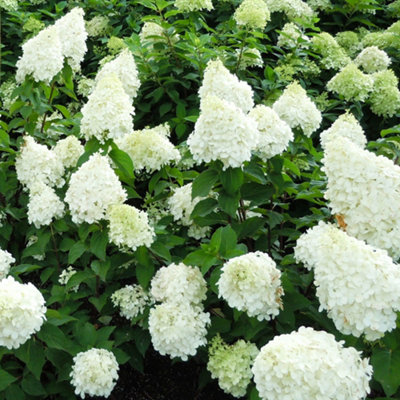 Hydrangea Polar Bear White Garden Shrub - Pure White Blooms (15-30cm Height Including Pot) - 5