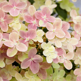 Hydrangea Polestar Garden Shrub - Dual-Tone Pink and White Blooms (15-30cm Height Including Pot)