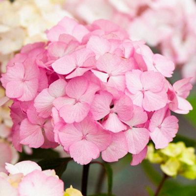 Hydrangea Preziosa Garden Plant - Stunning Pink Blooms, Compact Size (10-30cm Height Including Pot)