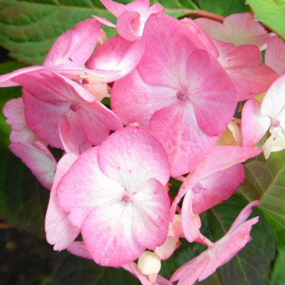 Hydrangea Preziosa Garden Plant - Stunning Pink Blooms, Compact Size (10-30cm Height Including Pot)