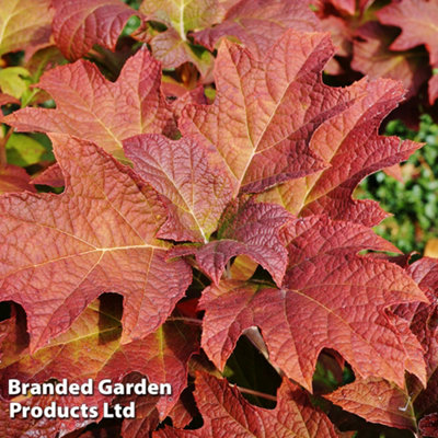 Hydrangea Quercifolia Jetstream 3 Litre Potted Plant x 1