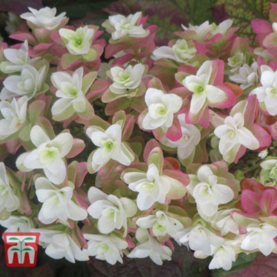 Hydrangea quercifolia Snowflake 12cm Pot x 2