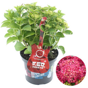 Hydrangea 'Red Reggae': Lively Red Blooms, Garden Vibrance (50-70cm, 5L Pot)