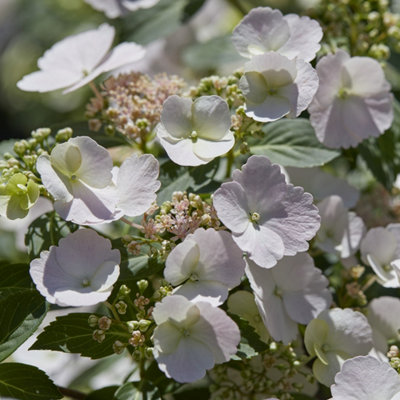 Hydrangea 'Runaway Bride' 14cm pot 20/25cm Tall - 4
