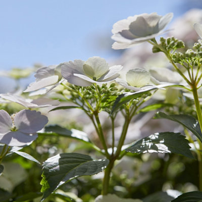 Hydrangea 'Runaway Bride' 14cm pot 20/25cm Tall - 5