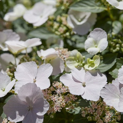 Hydrangea 'Runaway Bride' 14cm pot 20/25cm Tall - 7