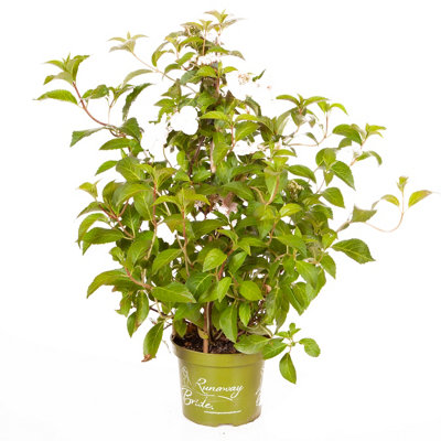 Hydrangea 'Runaway Bride' 14cm pot 20/25cm Tall - 8