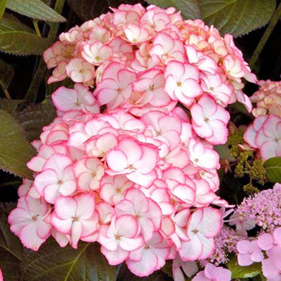 Hydrangea Sabrina Garden Plant - Exquisite Pink and White Blooms, Compact Size (10-30cm Height Including Pot)