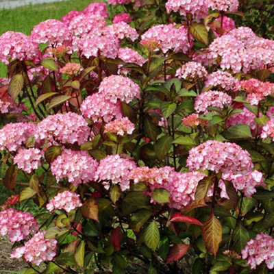 Hydrangea Sabrina Garden Plant - Exquisite Pink and White Blooms, Compact Size (10-30cm Height Including Pot)