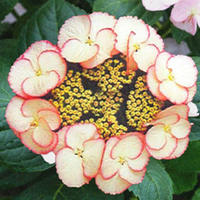 Hydrangea Sandra Garden Plant - Elegant Pink and White Blooms, Compact Size (20-30cm Height Including Pot)