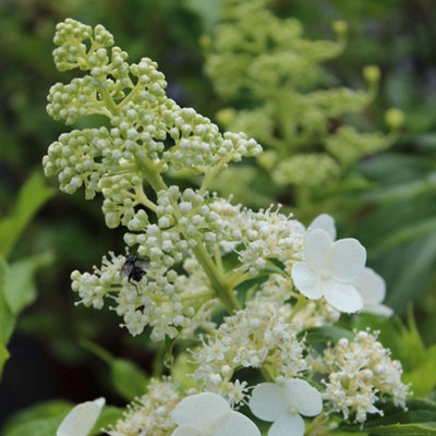 Hydrangea seemannii 17cm (2 Litre) Potted Plant x 2