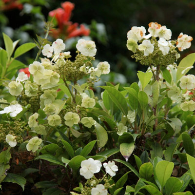 Hydrangea seemannii seemannii White Flowering Vine Climbing Plant - 3L Pot