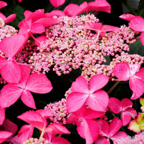 Hydrangea Selina Garden Plant - Enchanting Pink Blooms, Compact Size (10-30cm Height Including Pot)