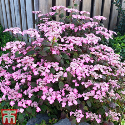 Hydrangea serrata Avelroz 3.6 Litre Potted Plant x 1