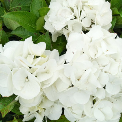 Hydrangea Shakira Garden Shrub - Elegant White Blooms (15-30cm Height Including Pot) - 3