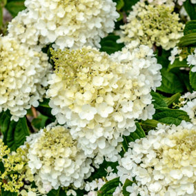 Hydrangea Silver Dollar Garden Shrub - Compact and Elegant White Flowering Outdoor Plant (15-30cm Height Including Pot)