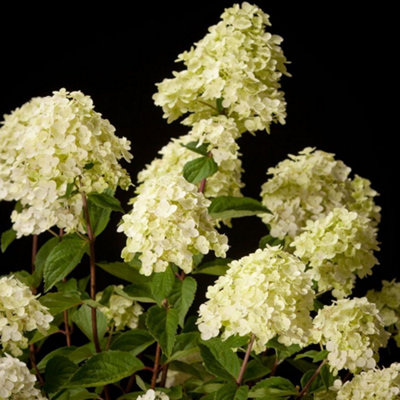 Hydrangea Silver Dollar Garden Shrub - Compact and Elegant White ...