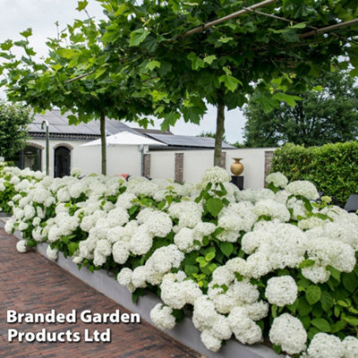 Hydrangea Strong Annabelle 3 Litre Potted Plant x 1 - Shrub - Ideal For Shade