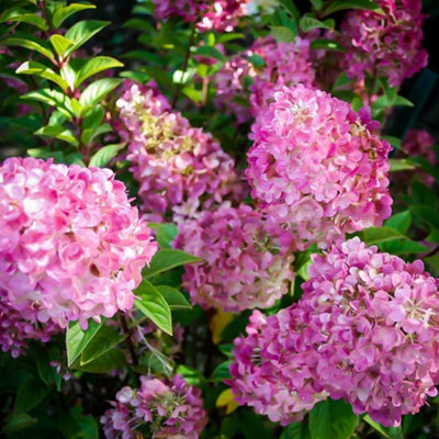 Hydrangea Sundae Fraise Garden Shrub - Dual-Tone Hot Pink and White Flowers (15-30cm Height Including Pot) - 3
