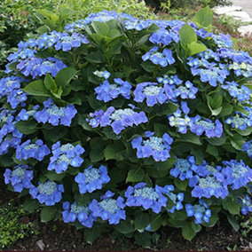 Hydrangea Teller Blue Garden Plant - Blue Mophead Flowers, Compact Size, Hardy (15-30cm Height Including Pot)