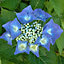 Hydrangea Teller Blue Garden Plant - Blue Mophead Flowers, Compact Size, Hardy (15-30cm Height Including Pot)
