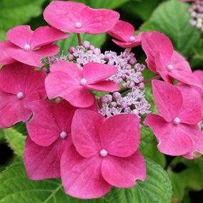 Hydrangea Teller Pink Garden Plant - Pink Mophead Flowers, Compact Size, Hardy (15-30cm Height Including Pot)