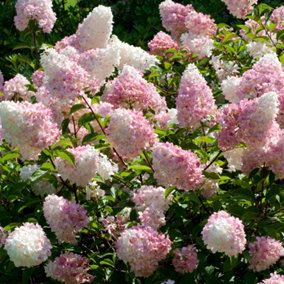 Hydrangea Vanille Fraise Garden Plant - Pinkish-White Blooms, Compact Size (10-30cm Height Including Pot)