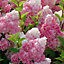 Hydrangea Vanille Fraise Garden Plant - Pinkish-White Blooms, Compact Size (10-30cm Height Including Pot)