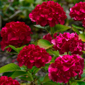Hydrangea Wims Red Garden Plant - Striking Red Blooms, Compact Size (20-30cm Height Including Pot)