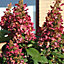 Hydrangea Wims Red Garden Plant - Striking Red Blooms, Compact Size (20-30cm Height Including Pot)