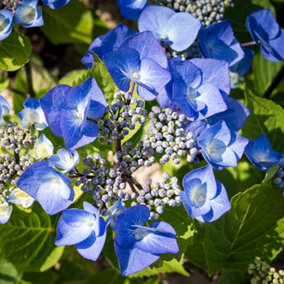 Hydrangea Zorro Garden Plant - Blue-Purple Blooms, Compact Size (10-30cm Height Including Pot)