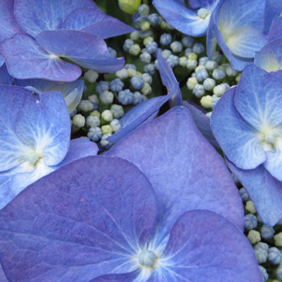 Hydrangea Zorro Garden Plant - Blue-Purple Blooms, Compact Size (10-30cm Height Including Pot)